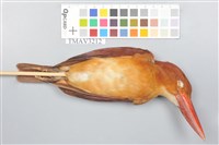 藏品(赤翡翠)的圖片